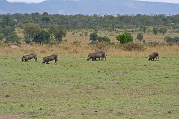 Warzenschweine in Afrika auf Futtersuche
