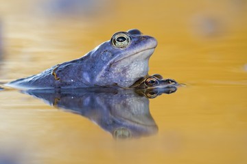 Moor frog mating in water