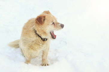 Winter. A lot of snow. A dog sits near the road and looks