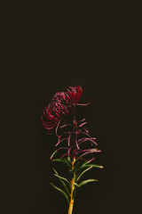 close-up view of single beautiful maroon flower isolated on black
