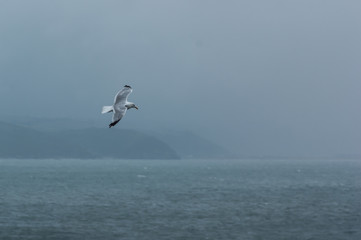 Herring Gull over Misty Sea