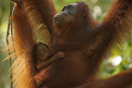 Bornean Orangutans (Pongo pygmaeus), adult female with young, Tanjung Puting National Park, Central Kalimantan, Borneo, Indonesia, Asia