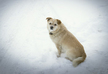 Winter. A lot of snow. A dog sits near the road and looks