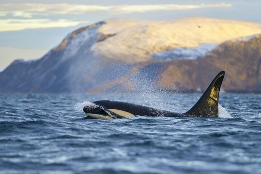 Orca (Orcinus orca) in front of snow-covered mountains, the North Atlantic, in Tromvik, Norway, Europe