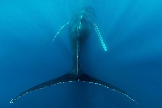 Humpback whale in sea