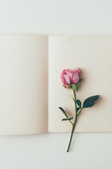 top view of beautiful pink rose flower and blank greeting card isolated on grey