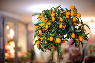Small lushy lemon tree with yellow lemons in the pot