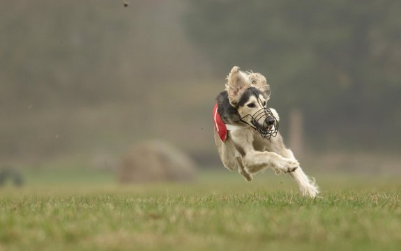 Saluki, Greyhound Coursing, Hoope, Lower Saxony, Germany, Europe