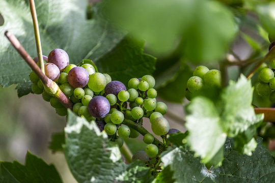 Grapes growing on a vine