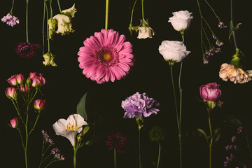 composition of beautiful various blooming flowers isolated on black