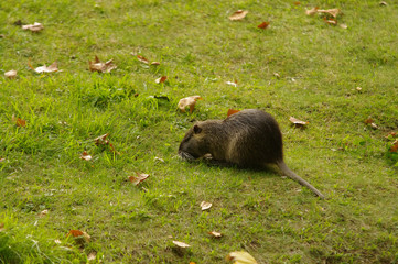 Fototapeta premium coypu also known as the river rat or nutria, is a large rodent