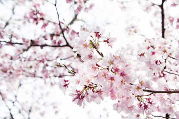 Background of beautiful pink cherry blossom blooming on the sky and sun in the famous park of Japan during the spring and winter.