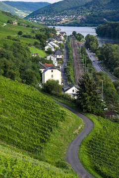 Vineyards on the Rhine river