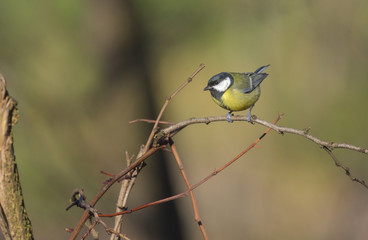 Cinciallegra sul rametto nel bosco nella radura