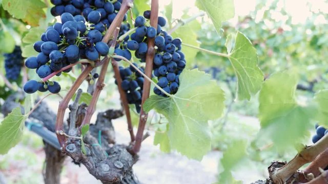 Close up o farmer cutting grapes. Harvesting Grapes in Southern Italy