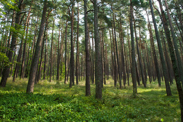 Forest of trees on the Curonian Spit in Lithuania