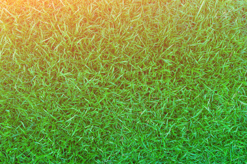 Green lawn, Backyard for background, Dew on the grass