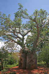 Affenbrotbaum in Kenia, Masai Mara