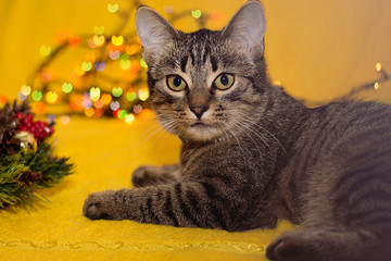 Cute funny cat playing at home
