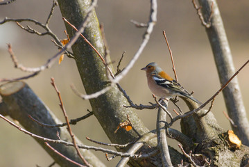 Fringuello posato sul ramo dell'albero in inverno