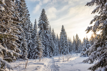 Winter forest in Sunny day