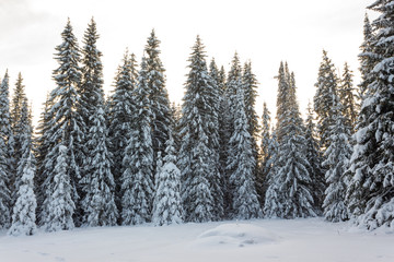 Winter forest in Sunny day