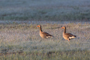 two gray geese (anser anser) walking in frozen meadow in morning light