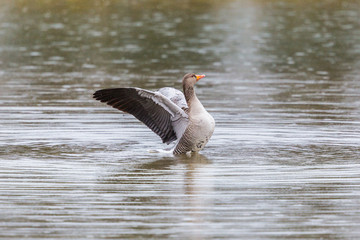 gray goose (anser anser) spread wings on water surface in rain © Pascal Halder