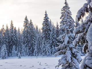 Winter forest in Sunny day