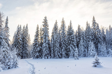 Winter forest in Sunny day