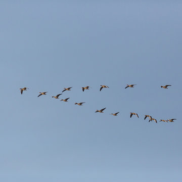gray goose (anser anser) birds flying in V-formation during migration, blue sky