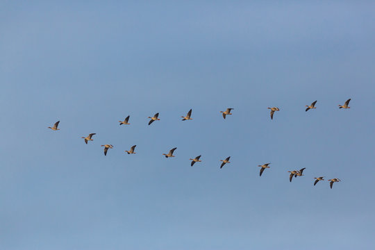 gray geese (anser anser) birds flying in V-formation during migration, blue sky