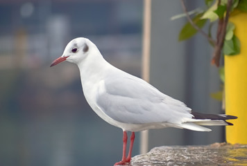 Seagull in Ohrid