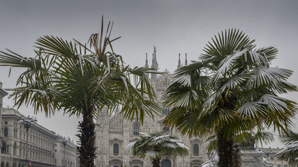Palm trees in Piazza del Duomo in Milan, Lombardy - Italy covered in snow