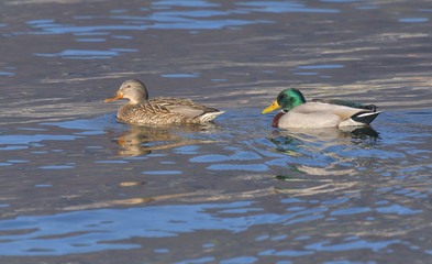 Coppia di anatre germano reale che nuotano sulle acque del lago