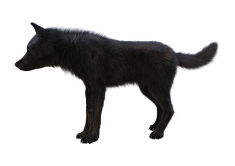 3D Rendering Black Wolf on White