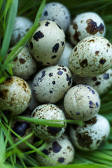 Obraz na płótnie Canvas many quail eggs lay in green sprouted wheat germs