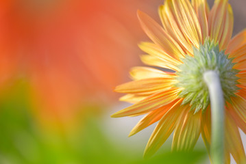 Margherita arancione, vista da dietro, in primo piano, macro fotografia