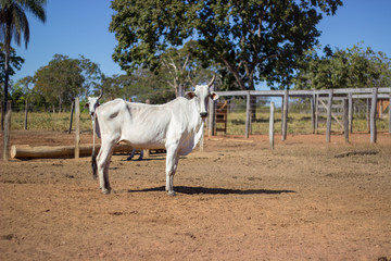 ox, cattle, white with horns in a typical corral of the Brazilian midwest