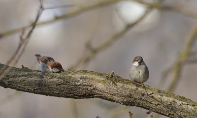 Due piccoli passeri che riposano su un ramo di un albero