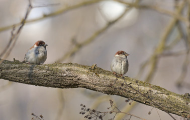 Due passeri posati su un grosso ramo nel bosco in inverno