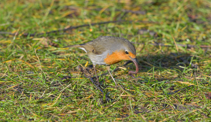 Pettirosso in cerca di cibo, trova un verme sul prato