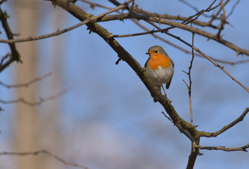 Piccolo pettirosso sul ramo nel bosco 