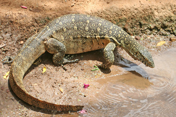 Waran auf dem Weg zum Wasserloch beim Trinken