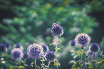 Biene auf Lavendel Blüten Bokeh