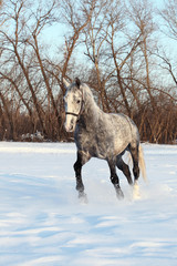Fototapeta na wymiar Andalusian grey horse in winter ranch