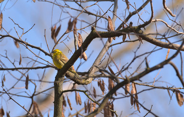 Zigolo giallo sul ramo che guarda sotto
