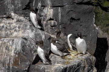 Trottellummen auf Island © Dr. Jürgen Tenckhoff