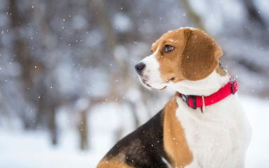 Beagle dog winter portrit background