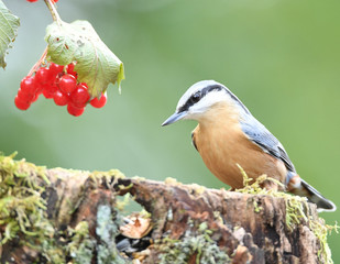 Kleiber auf Baumstam